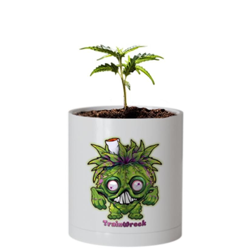 CheebaPet Planter Kit - TrainWreck: 30% Off use code "Weekly30"