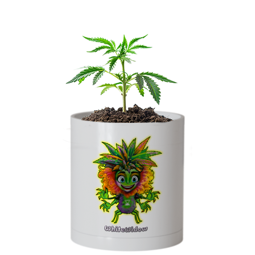 CheebaPet Planter Kit - WhiteWidow
